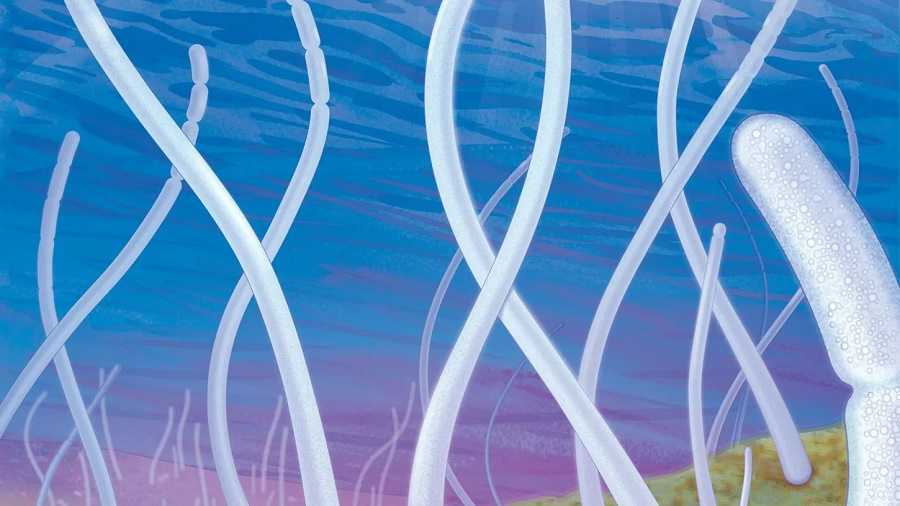 Hasta qué tamaño puede llegar una bacteria