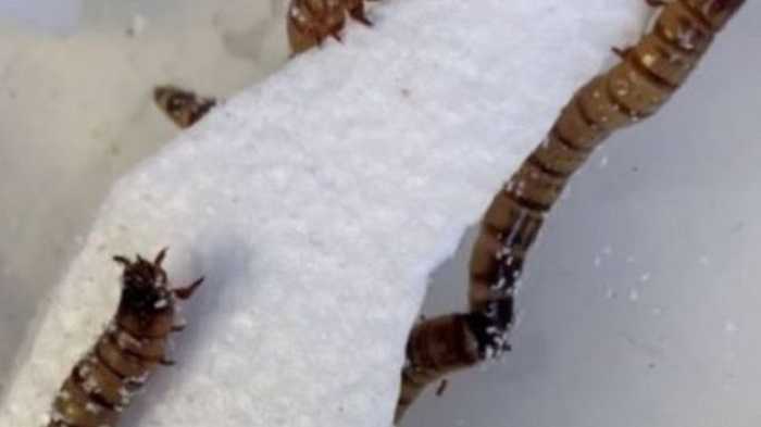 Por qué no usamos a los gusanos come-plástico