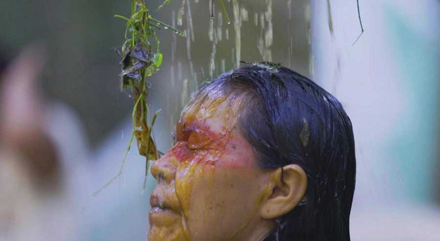 Las plantas mágicas de la selva amazónica y sus propiedades