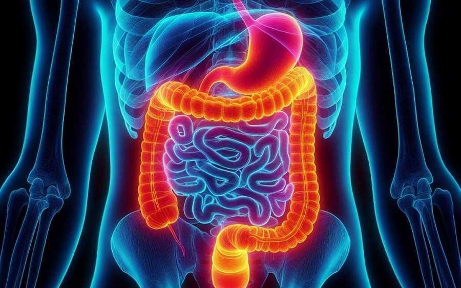 El poder oculto de tu intestino