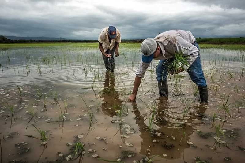 De cazadores a agricultores