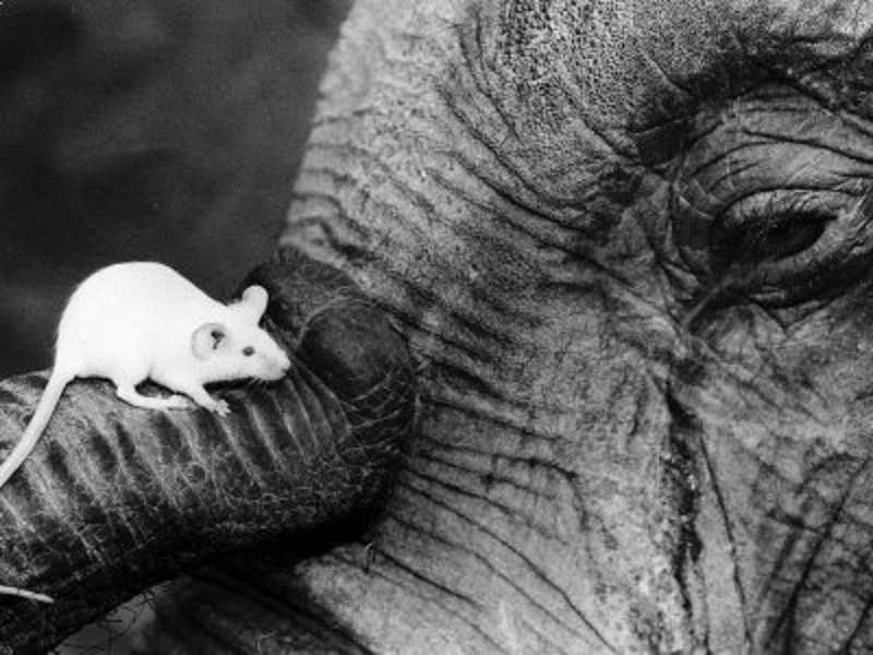 Cómo hacer explotar a un elefante con ciencia