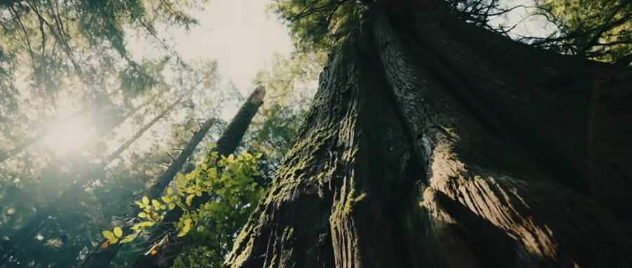 El bosque pluvial del Gran Oso en Canadá | DW Documental