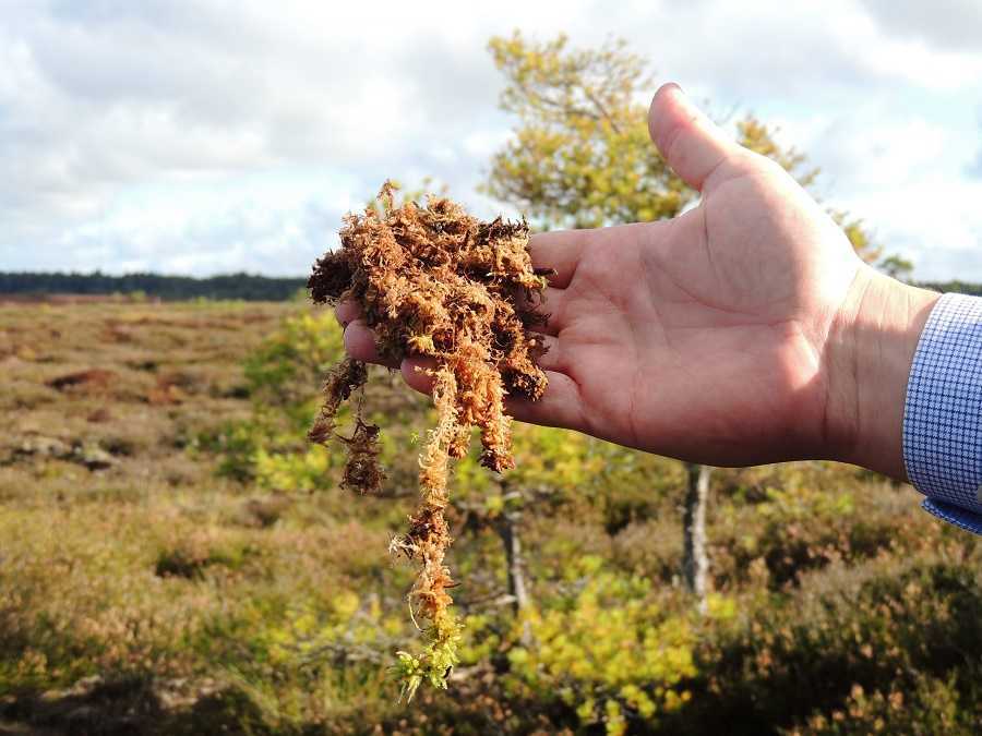 Cómo las turberas pueden salvar el clima