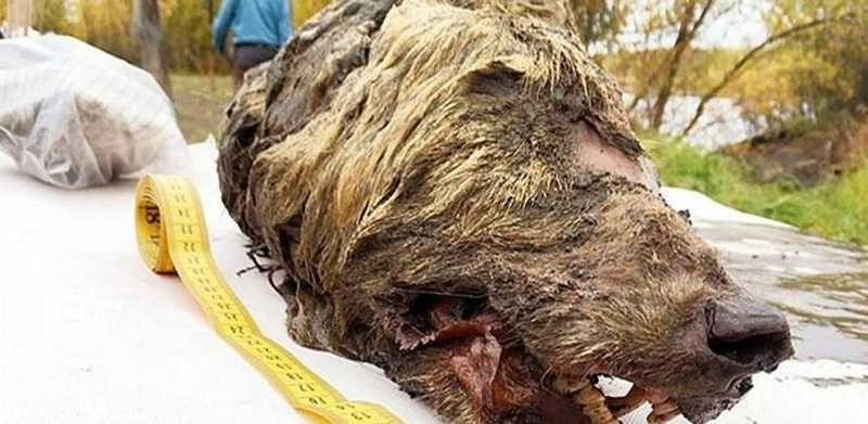 Lobo gigante y bisonte azul 