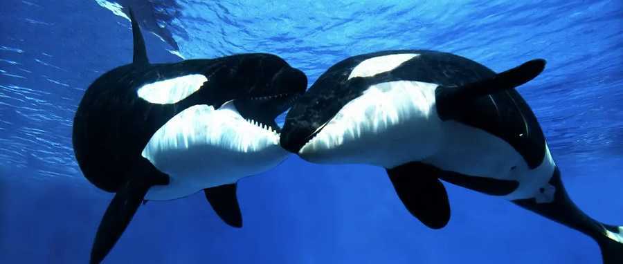 El lenguaje de las orcas / DW Documental