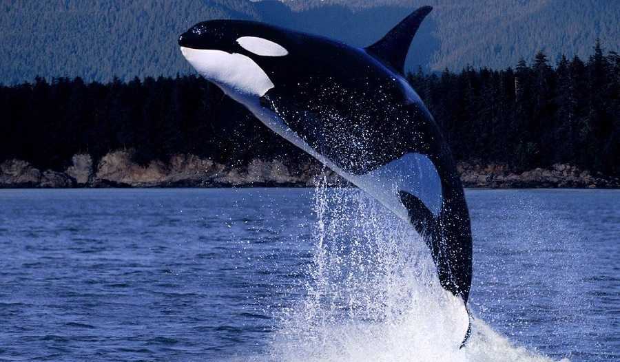 El lenguaje de las orcas