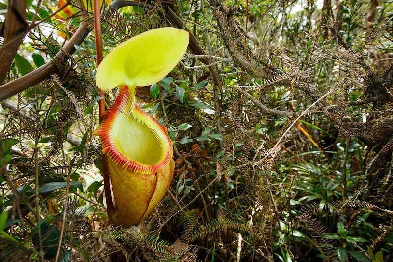 Gigantes de la selva