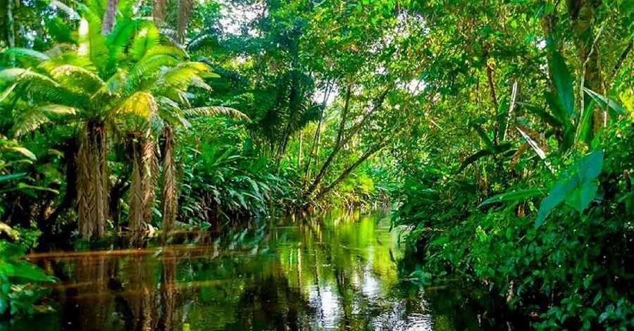 Amazonas sumergido: El bosque que desaparece