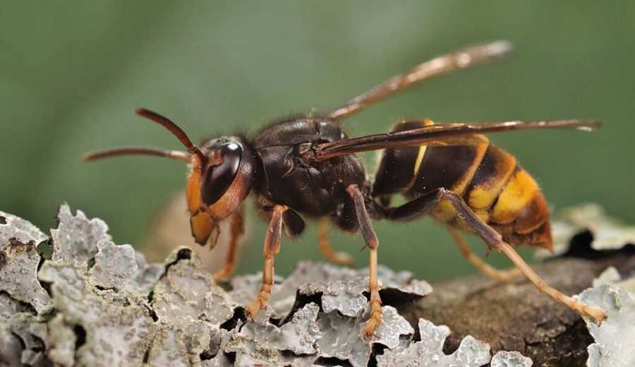 Insectos inteligentes