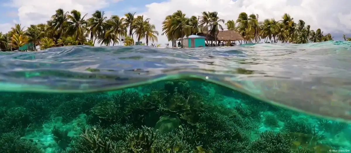 Corales. Su mortalidad masiva acaba afectando drásticamente a otras especies como peces, pulpos y crustáceos, muchas de ellas de importancia económica para la humanidad.