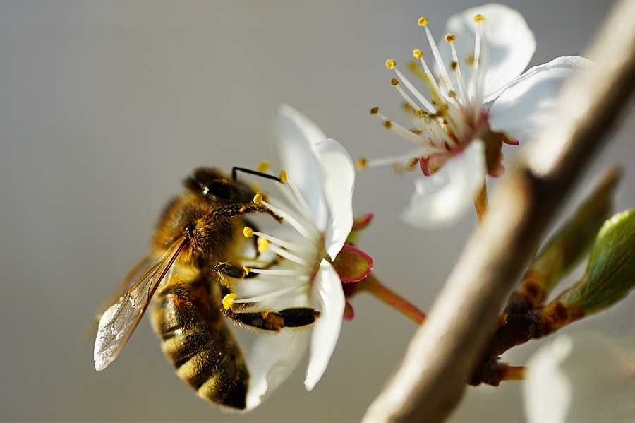 El misterio de las abejas: una civilización de 100 millones de años