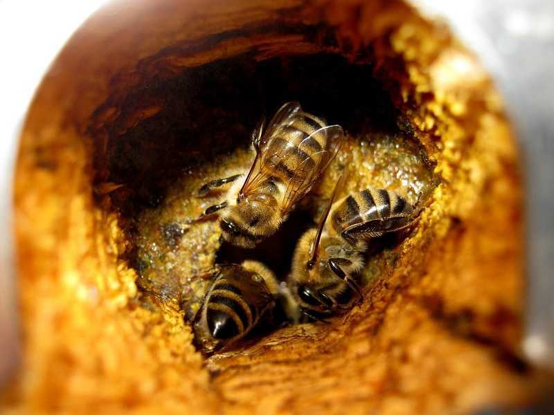 Reino de insectos