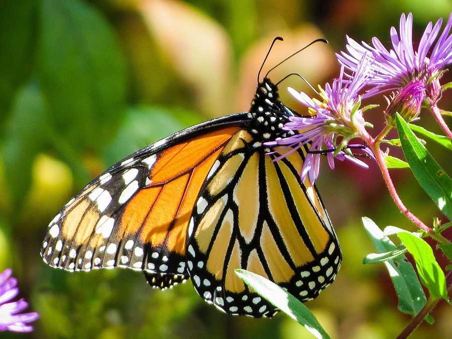 Monarcas: milagro natural | Viajes salvajes | Nat Geo en Español