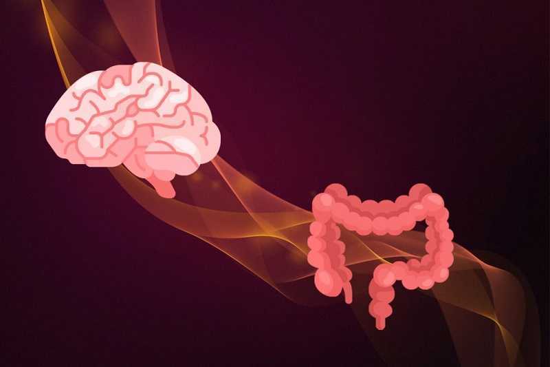 La conexión intestino y cerebro