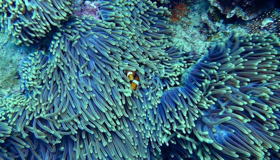 Los corales: el milagro de la vida en miniatura