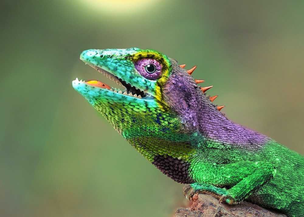 Animales coloridos: ¿Por qué tienen ese color y para qué?