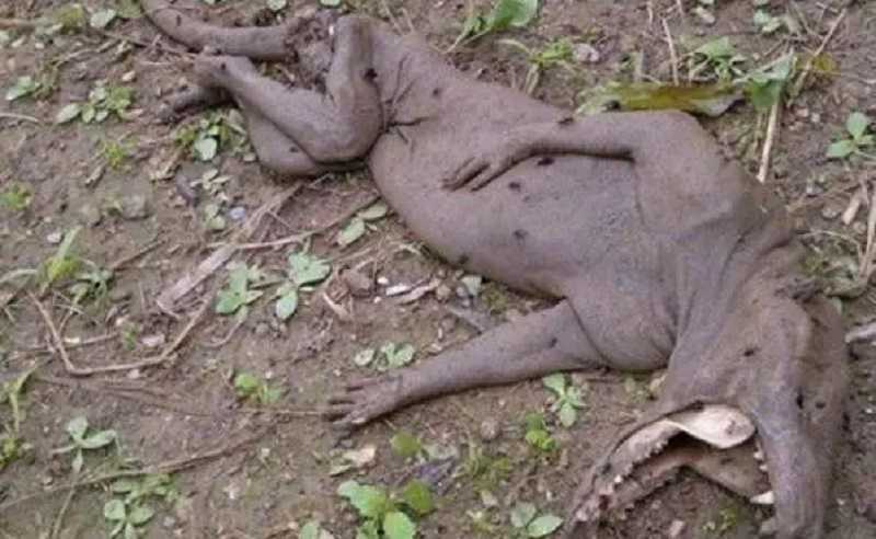 Sarnoso Chupacabras: la evidencia está entre nosotros