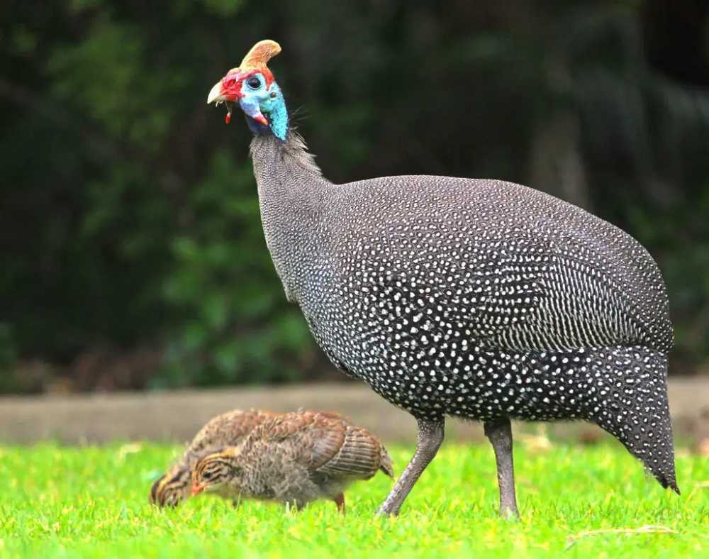 Descubre los secretos de la gallina de Guinea