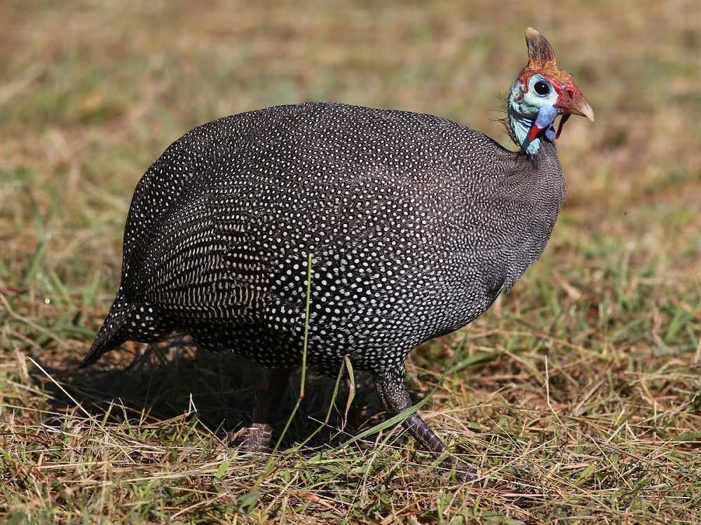 Descubre los secretos de la gallina de Guinea