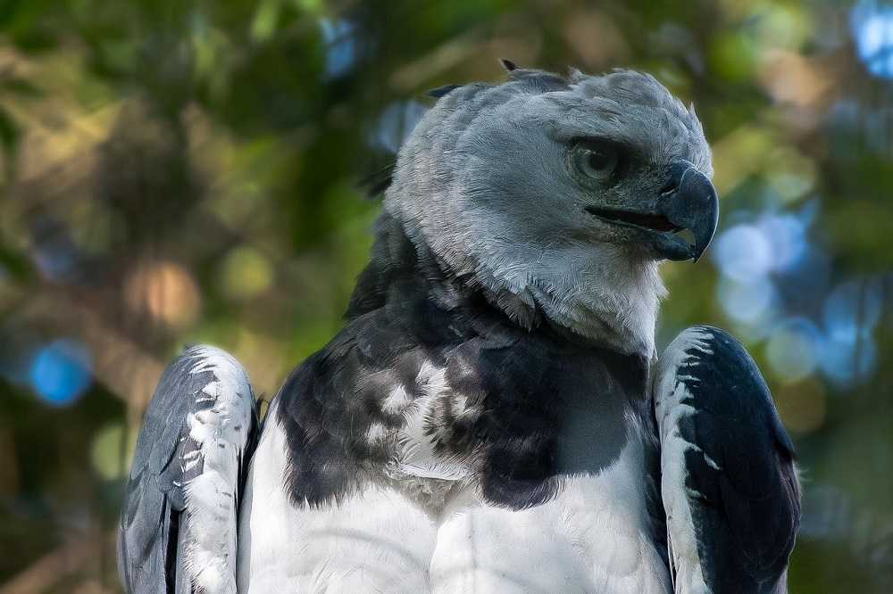 Águila harpía