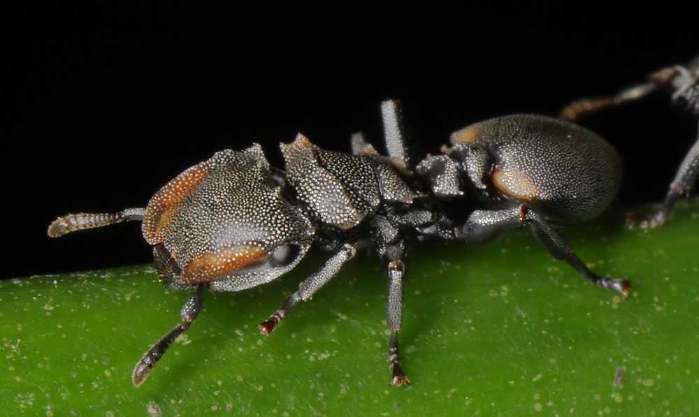 Hormiga tortuga: todos los insectos le tienen miedo