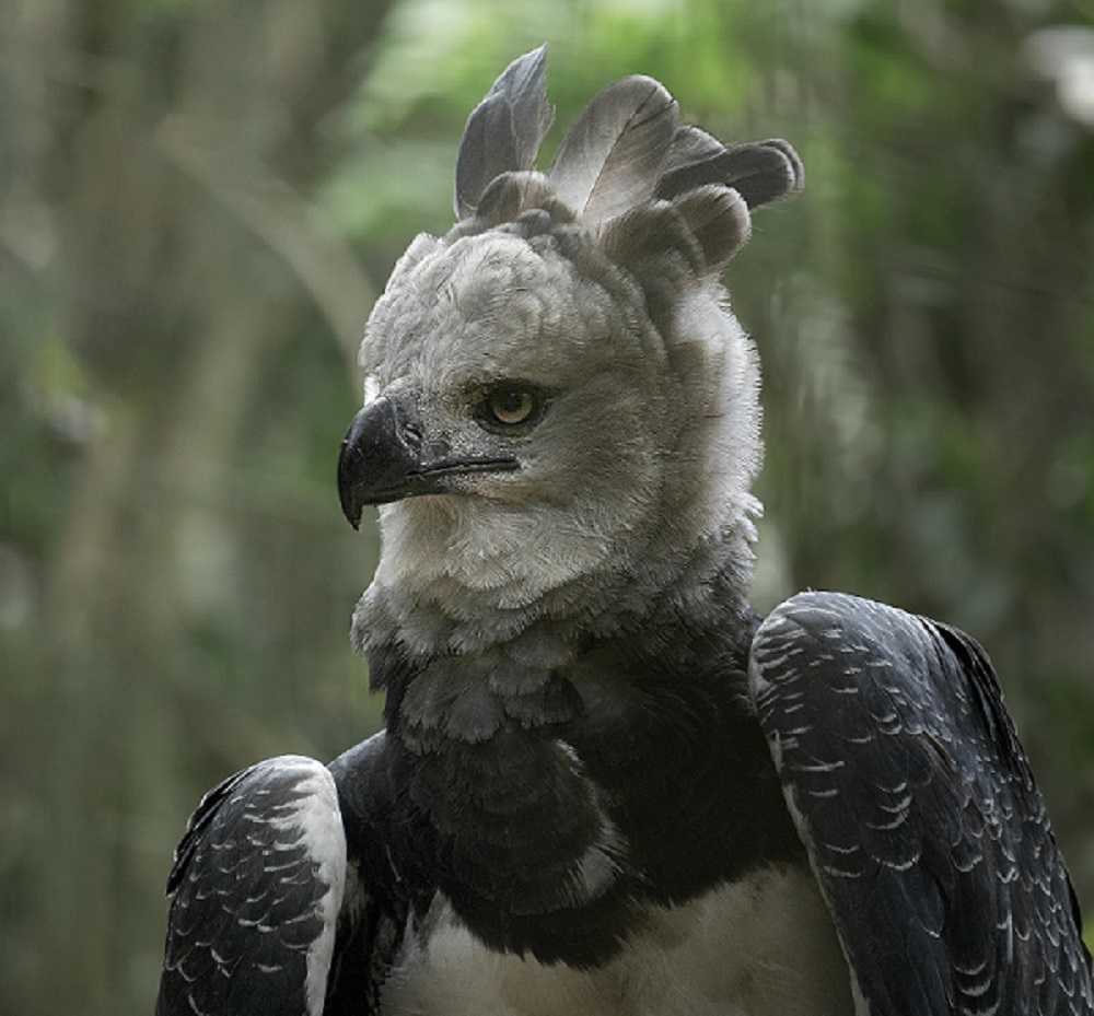 Águila harpía: la reina indiscutible del dosel selvático