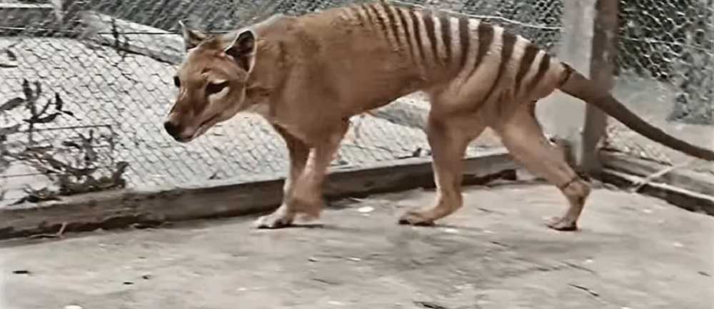Treinta animales "Extintos"
