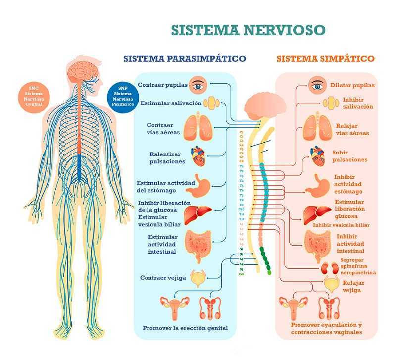 Sistema nervioso
