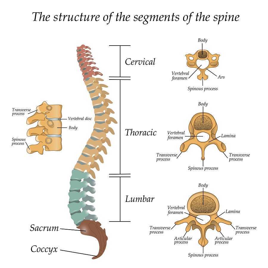 ¿Cómo funcionan las articulaciones?