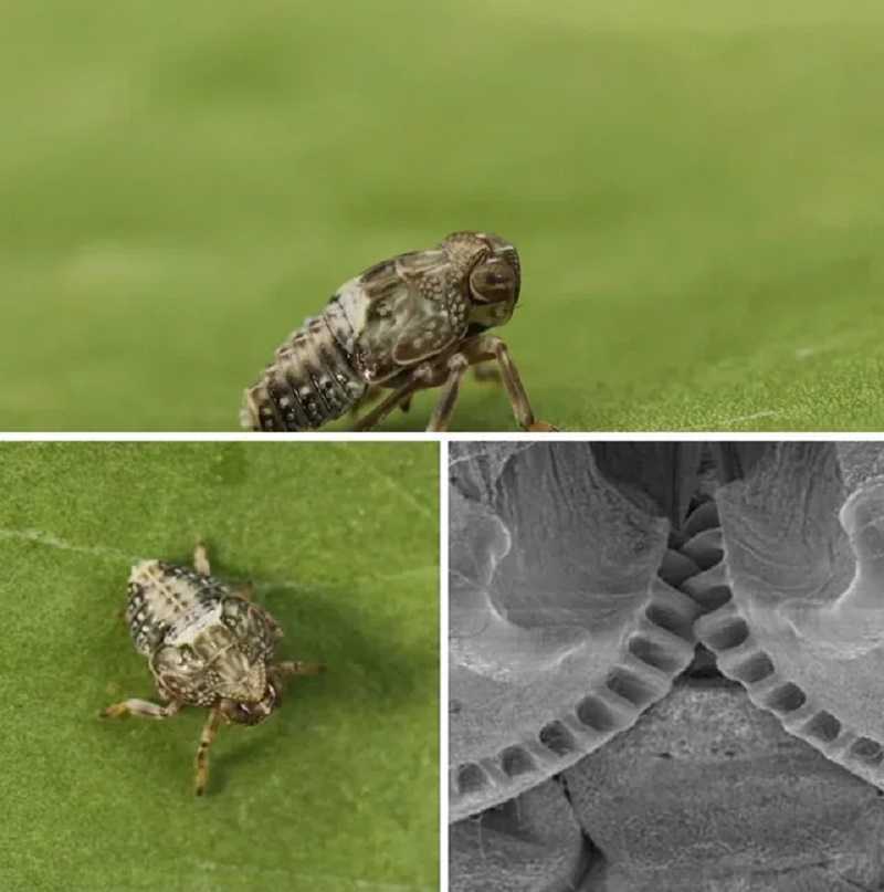 El insecto saltarín Issus