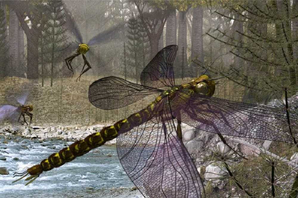 ¿Por qué no existen insectos gigantes?