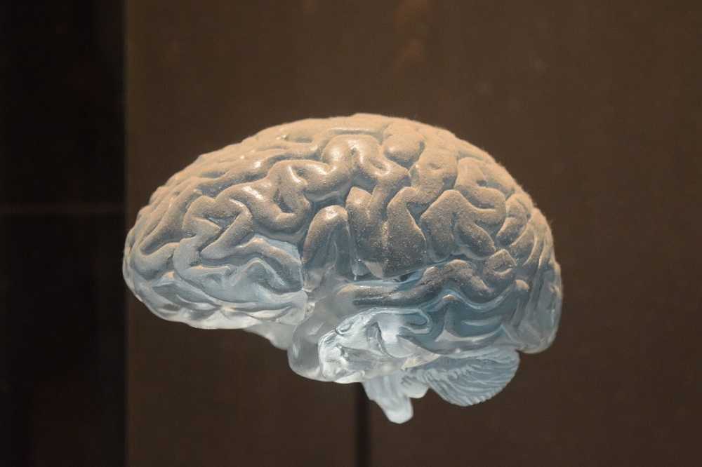 El cerebro