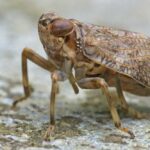 El insecto saltarín Issus