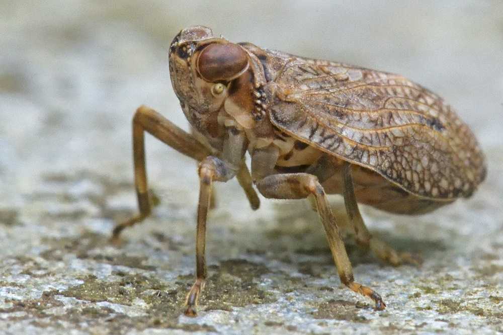 El insecto saltarín Issus