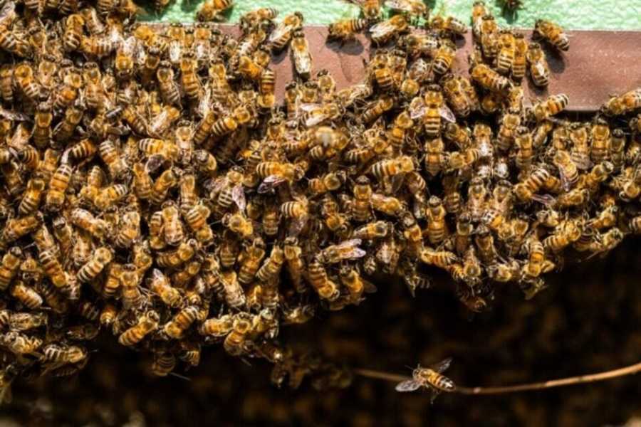 Monsterquest : Abejas gigantes asesinas 