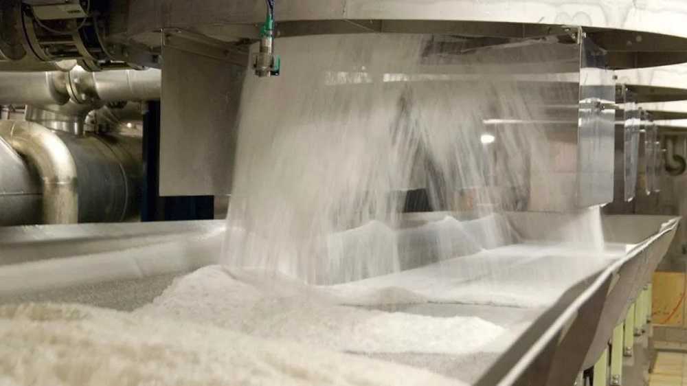 Azúcar desde la caña: Cómo se producen millones de toneladas