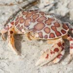 La amenaza invasiva: cangrejos calicó amenazan la biodiversidad