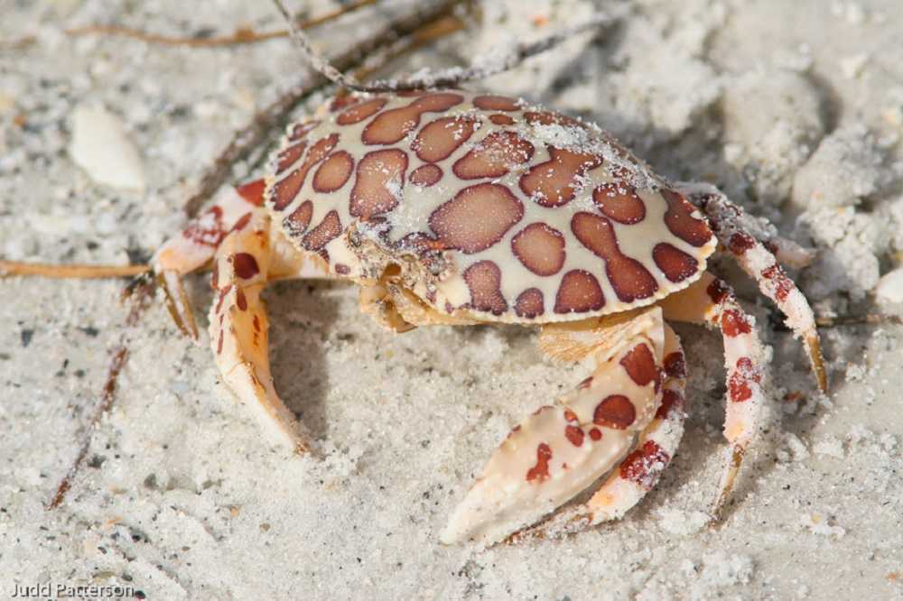La amenaza invasiva: cangrejos calicó amenazan la biodiversidad