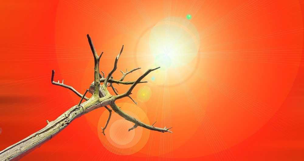 Escasez de agua: nuevas ideas contra la sequía