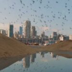 El antiguo juego de las palomas del Líbano