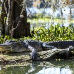 Amos del pantano: Invasión de serpientes