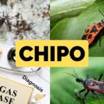 Chipo Mal de Chagas Venezuela