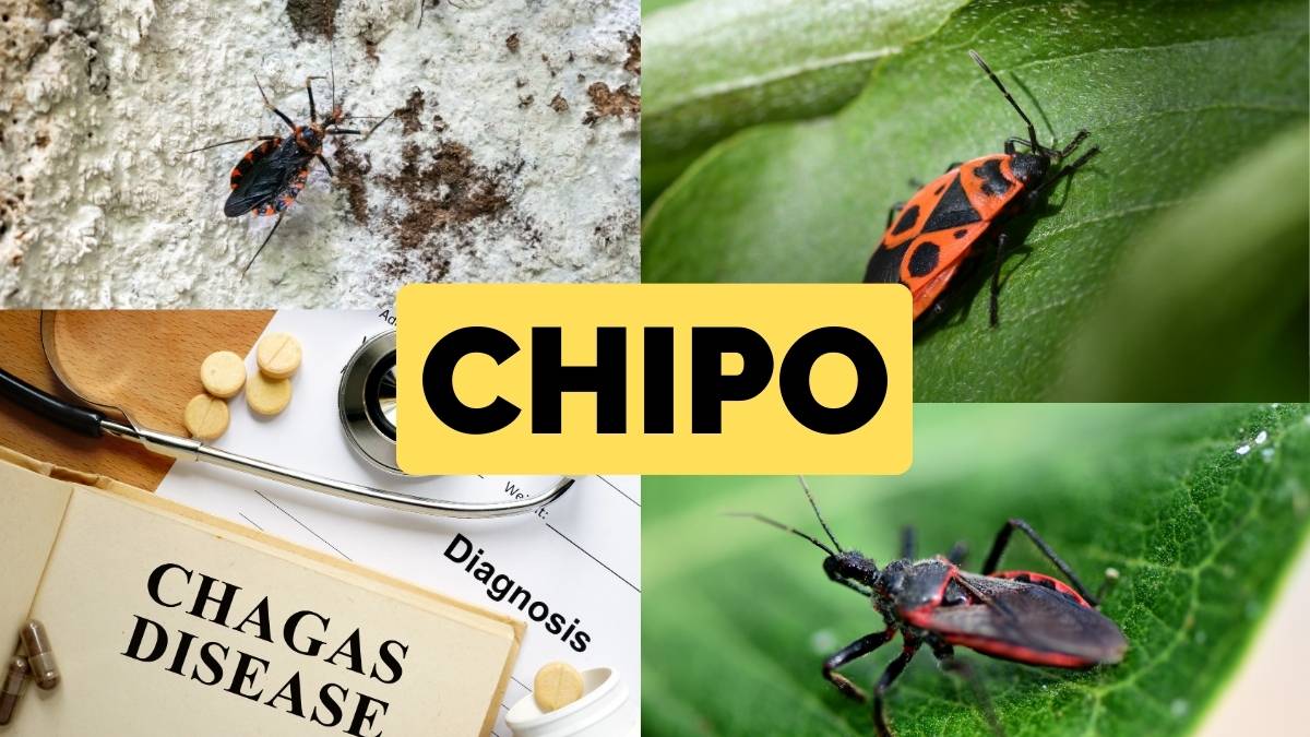 Chipo Mal de Chagas Venezuela