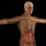 101 datos sobre tu cuerpo que no conoces