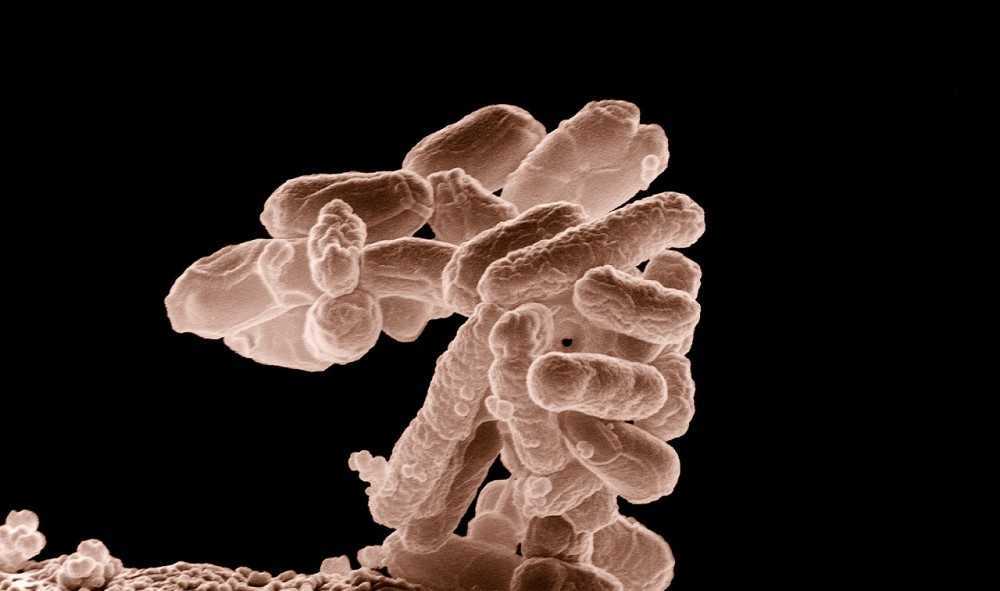 Somos inmunes a todas las enfermedades