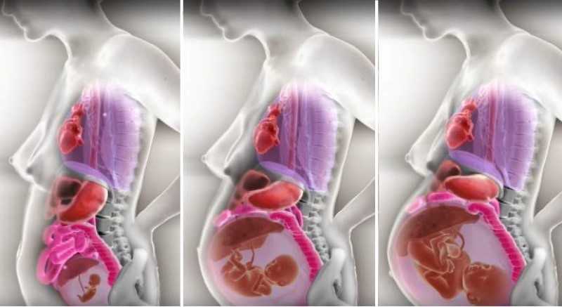 Tus órganos cuando estás embarazada 