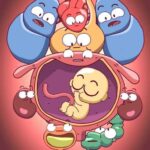 Tus órganos cuando estás embarazada