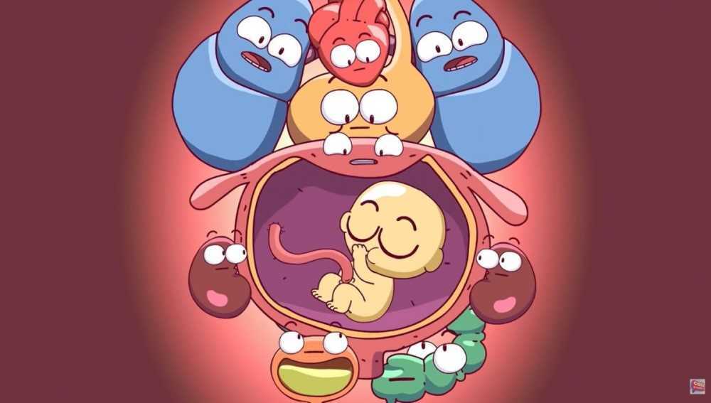 Tus órganos cuando estás embarazada