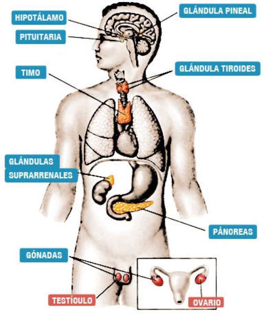Cómo funciona el sistema endocrino